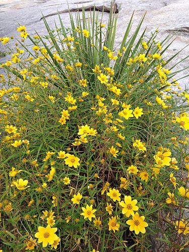 Helianthus porteri